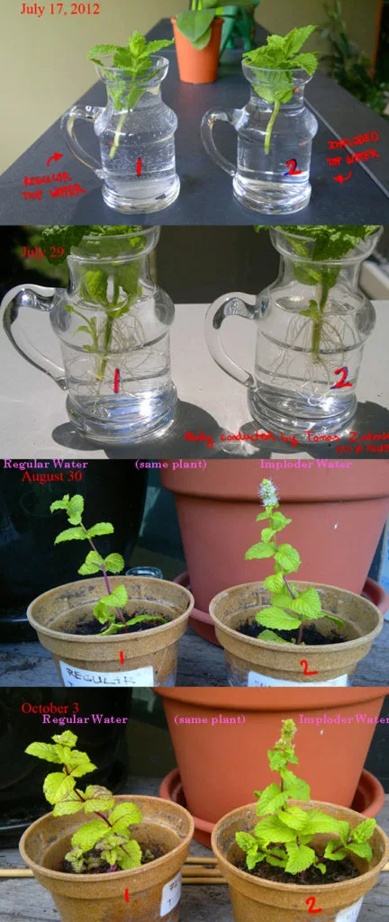 Tomas Z growth comparison study over 2.5 months showing treated vs untreated plant development