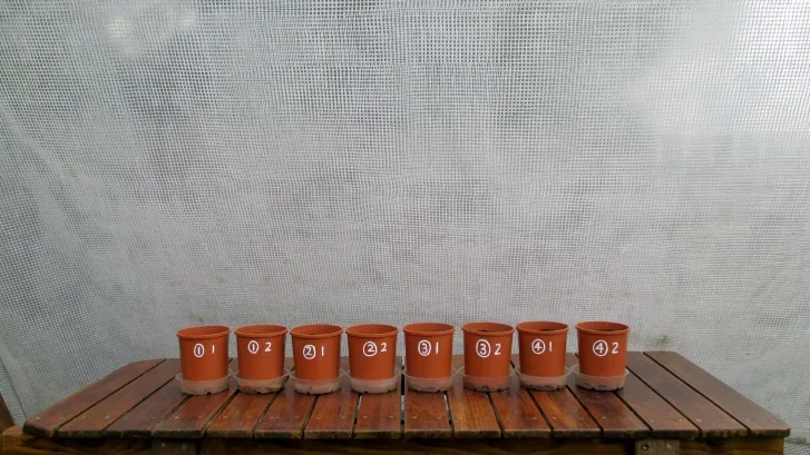 C:DocumentsGCDan's plant studiesE. Pak Choi - start approx Feb - April  20143. day 1 (all AJ)Photograph 7. Pots on day 1.JPG