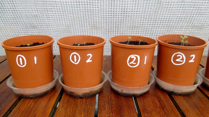 C:\Documents\GC\Dan's plant studies\E. Pak Choi - start approx Feb - April  2014\5. Day ~ 28 (all AJ)\Photograph 10. close up view of pots 1-4 on day ~28.JPG