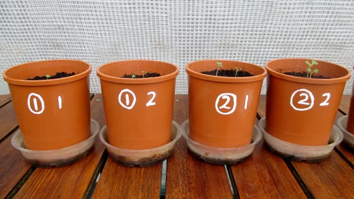 C:DocumentsGCDan's plant studiesE. Pak Choi - start approx Feb - April  20145. Day ~ 28 (all AJ)Photograph 10. close up view of pots 1-4 on day ~28.JPG