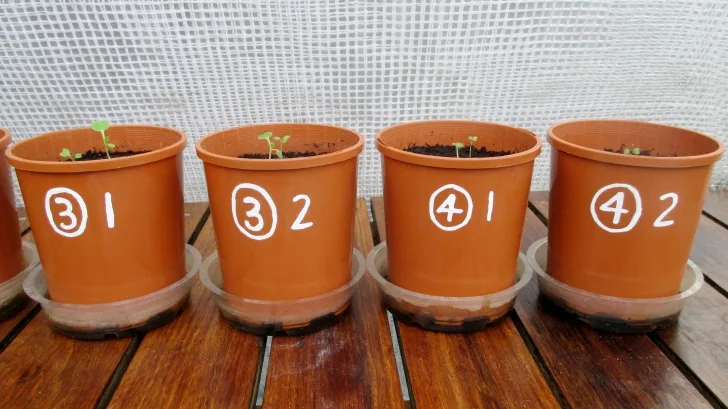 C:DocumentsGCDan's plant studiesE. Pak Choi - start approx Feb - April  20145. Day ~ 28 (all AJ)Photograph 11. close up view of pots 5-8 on day ~28.JPG