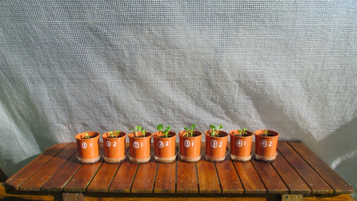 C:\Documents\GC\Dan's plant studies\E. Pak Choi - start approx Feb - April  2014\6. Day ~ 35 (don't AJ)!(all wet surf soil, 20ml in bases)\Photograph 12. pots 1-8 on day ~35.JPG