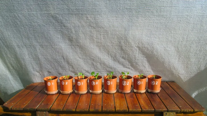 C:DocumentsGCDan's plant studiesE. Pak Choi - start approx Feb - April  20146. Day ~ 35 (don't AJ)!(all wet surf soil, 20ml in bases)Photograph 12. pots 1-8 on day ~35.JPG