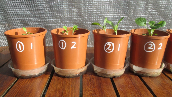 C:\Documents\GC\Dan's plant studies\E. Pak Choi - start approx Feb - April  2014\6. Day ~ 35 (don't AJ)!(all wet surf soil, 20ml in bases)\Photograph 13. close up view of pots 1-4 on day ~35.JPG