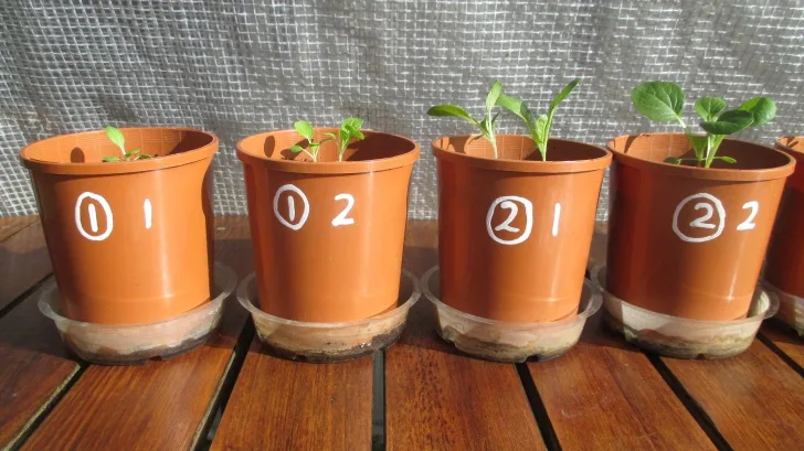 C:DocumentsGCDan's plant studiesE. Pak Choi - start approx Feb - April  20146. Day ~ 35 (don't AJ)!(all wet surf soil, 20ml in bases)Photograph 13. close up view of pots 1-4 on day ~35.JPG