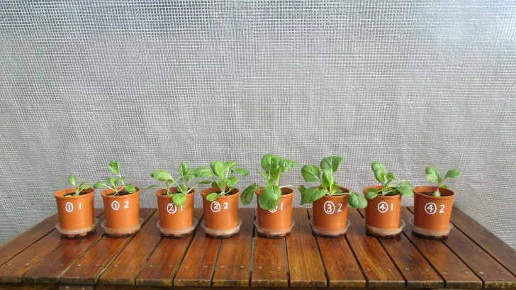 C:DocumentsGCDan's plant studiesE. Pak Choi - start approx Feb - April  20147d. PURPLE Day ~ 42 (not AJ) (40ml in bases)1 PURPLE.JPG