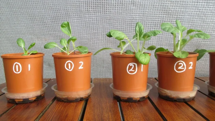 C:DocumentsGCDan's plant studiesE. Pak Choi - start approx Feb - April  20147d. PURPLE Day ~ 42 (not AJ) (40ml in bases)2 PURPLE.JPG