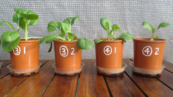 C:\Documents\GC\Dan's plant studies\E. Pak Choi - start approx Feb - April  2014\7d. PURPLE Day ~ 42 (not AJ) (40ml in bases)\3 PURPLE.JPG