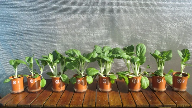 C:DocumentsGCDan's plant studiesE. Pak Choi - start approx Feb - April  201410. Day ~60 (not AJ) (40ml in bases)Photograph 18. Eight pots on Day ~60.JPG