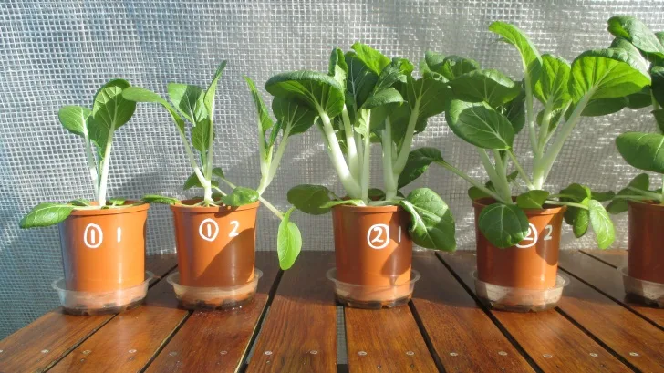 C:DocumentsGCDan's plant studiesE. Pak Choi - start approx Feb - April  201410. Day ~60 (not AJ) (40ml in bases)Photograph 19. Close up view of pots ① 1, ① 2, ② 1 and ② 2 on Day ~60.JPG