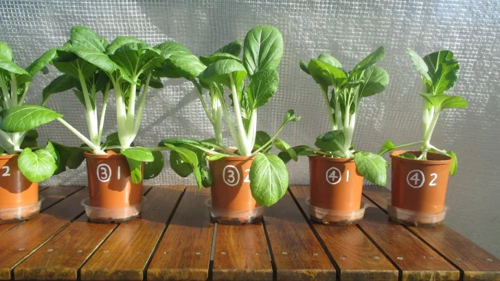 C:DocumentsGCDan's plant studiesE. Pak Choi - start approx Feb - April  201410. Day ~60 (not AJ) (40ml in bases)Photograph 20. Close up view of pots ③ 1, ③ 2, ④ 1 and ④ 2 on Day ~60.JPG
