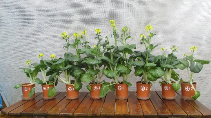 C:DocumentsGCDan's plant studiesE. Pak Choi - start approx Feb - April  201412. Day ~90 (not AJ) (no water in bases)Photograph 21. Eight pots on Day ~90.JPG