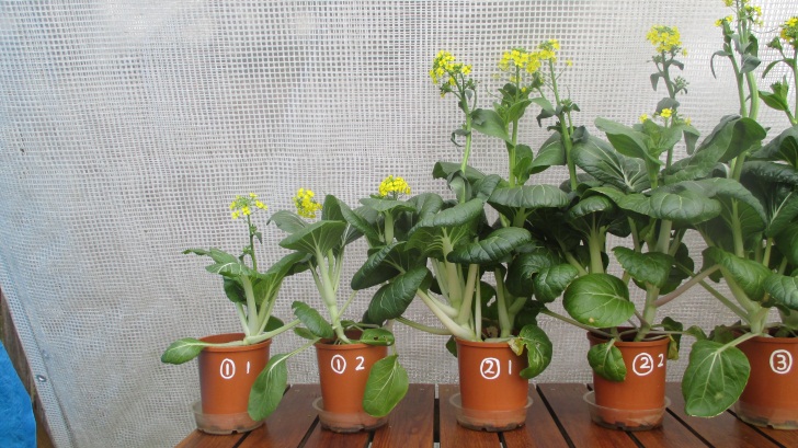 C:\Documents\GC\Dan's plant studies\E. Pak Choi - start approx Feb - April  2014\12. Day ~90 (not AJ) (no water in bases)\Photograph 22. Close up view of pots ① 1, ① 2, ② 1 and ② 2 on Day ~90.JPG