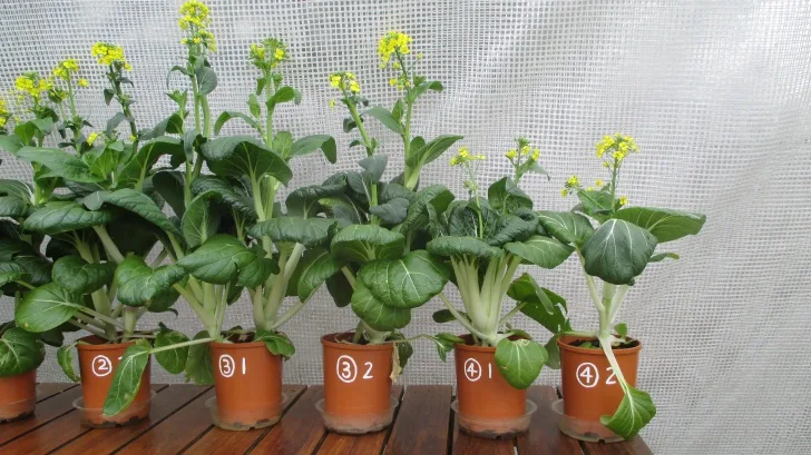 C:DocumentsGCDan's plant studiesE. Pak Choi - start approx Feb - April  201412. Day ~90 (not AJ) (no water in bases)Photograph 23. Close up view of pots ③ 1, ③ 2, ④ 1 and ④ 2 on Day ~90.JPG